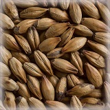 Malta Special Belgium KG (Caramel Malt 120L)