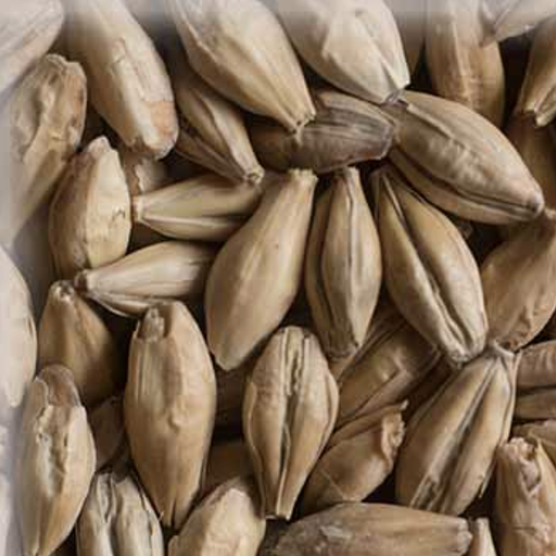 Malta Pilsen 2Row KG - Weyermann