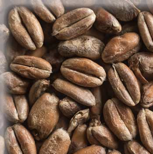 Malta Wheat (Trigo) Pale KG - Weyermann